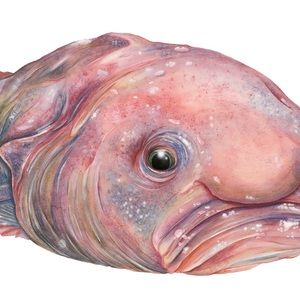 Meet your Posher, Hussein